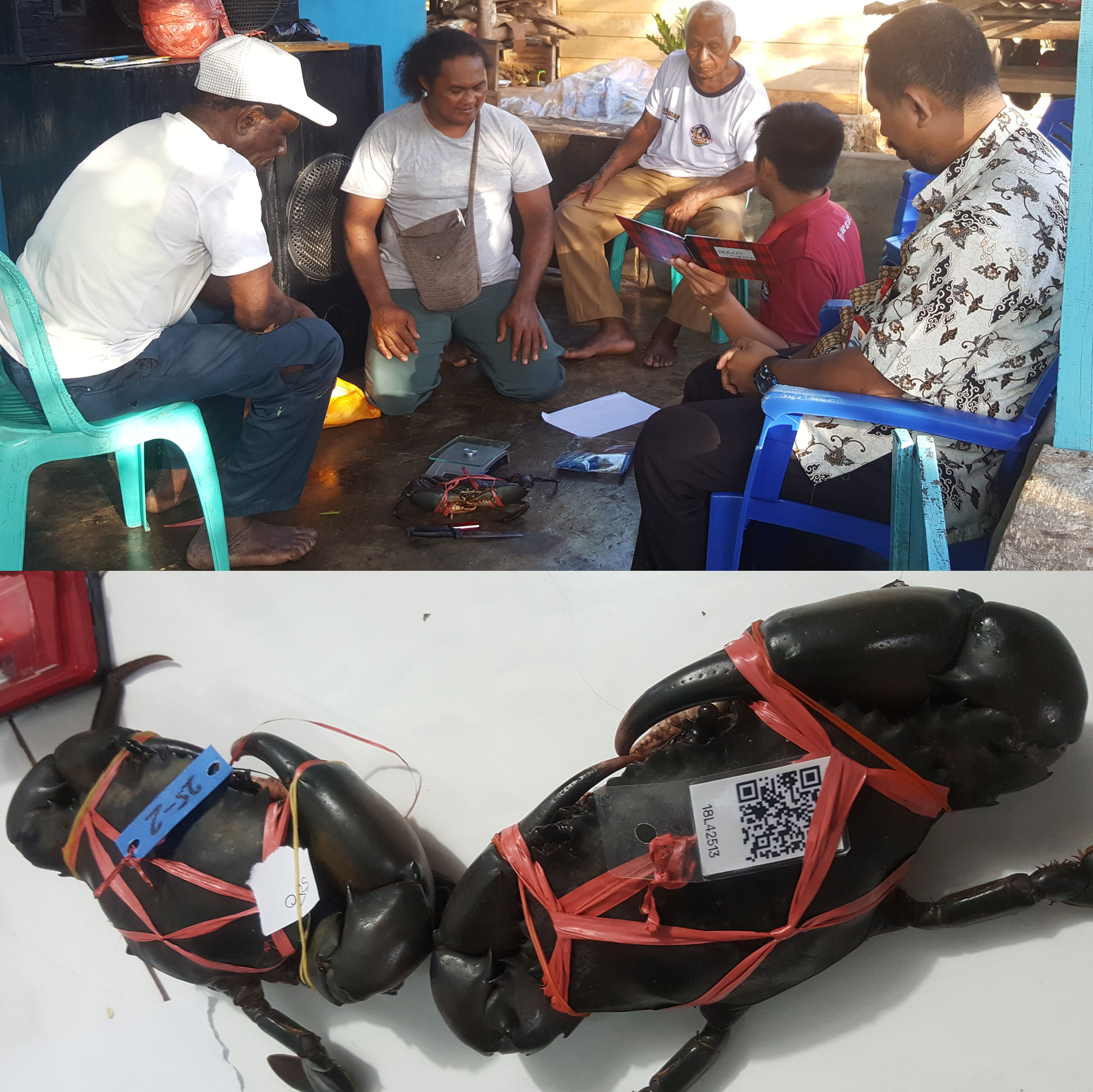 MEMBANGUN SISTEM ONLINE KETERTELUSURAN PRODUK PERIKANAN KEPITING DI KEI, MALUKU TENGGARA